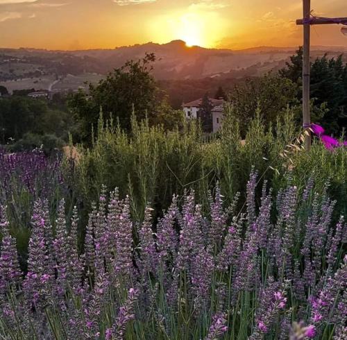 Cingoli Bed & Breakfast | Amor di Lavanda