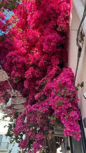Corbetta Apartment | Le bougainvillea 2