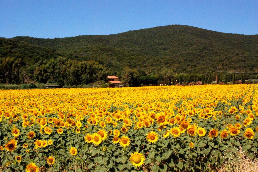 Castiglione della Pescaia House | Podere Valborgina