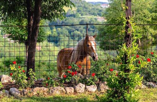 Nord-Est House | Agriturismo il Porcellino