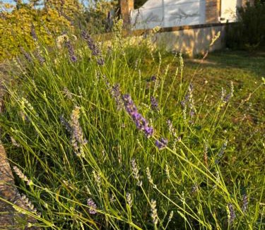 Recanati Bed & Breakfast | Audaces Resort
