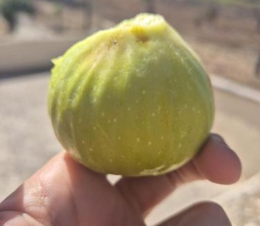 Scorrano Bed & Breakfast | B&B Francesca Salento
