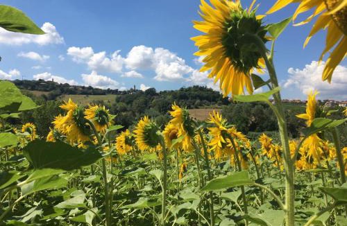 Tavullia Bed & Breakfast | B&B Il Giardino