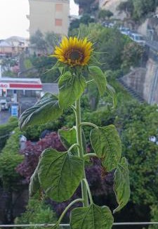 Borgoratti Bed & Breakfast | casa del sole