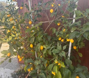 Montebelluna House | Lemon house