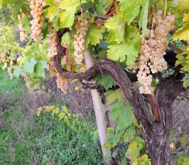 Orvieto Bed & Breakfast | Merula Antica Dimora Agricola