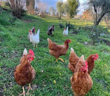 Orvieto Bed & Breakfast | Merula Antica Dimora Agricola