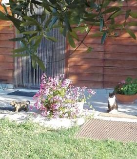 Pozzuoli Bed & Breakfast | 'O Chalet
