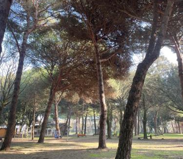 Tagliata Apartment | Pineta Mare