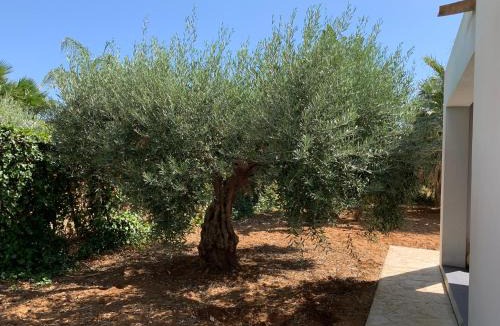 Menfi House | Villa Aloe