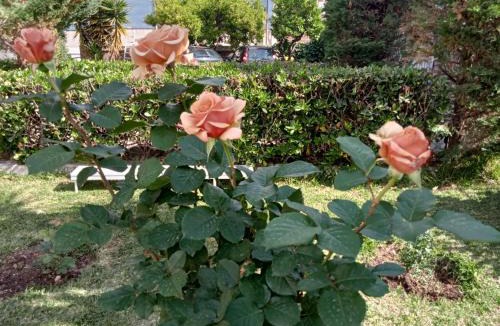 Marina Di Camerota Bed & Breakfast | Villa Silvia b&b