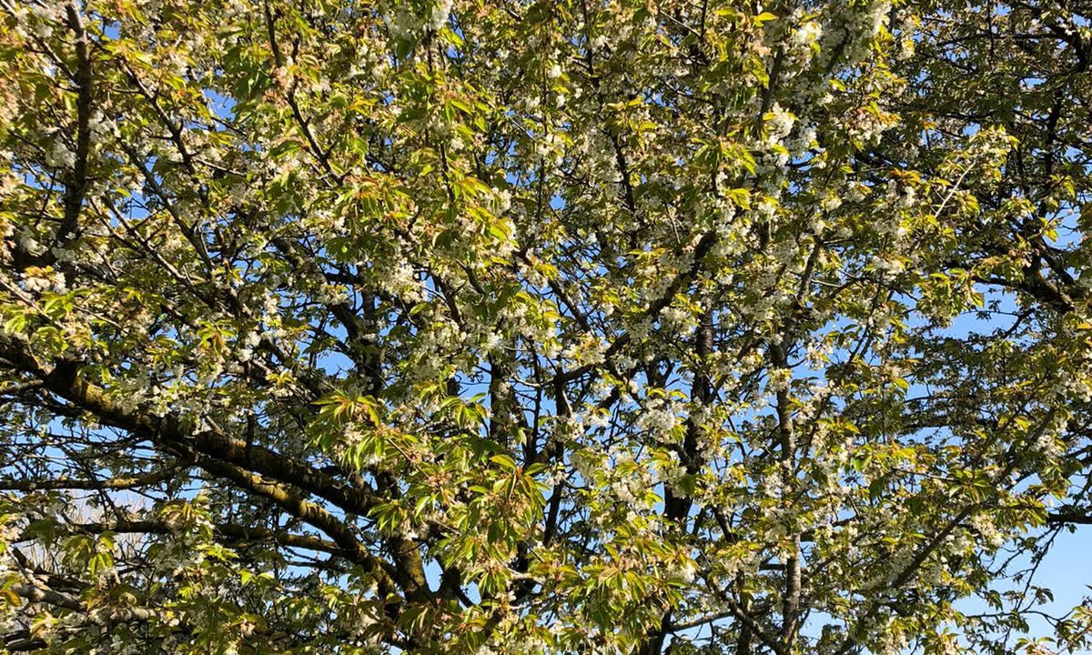 Photo of Outdoor in Tessera