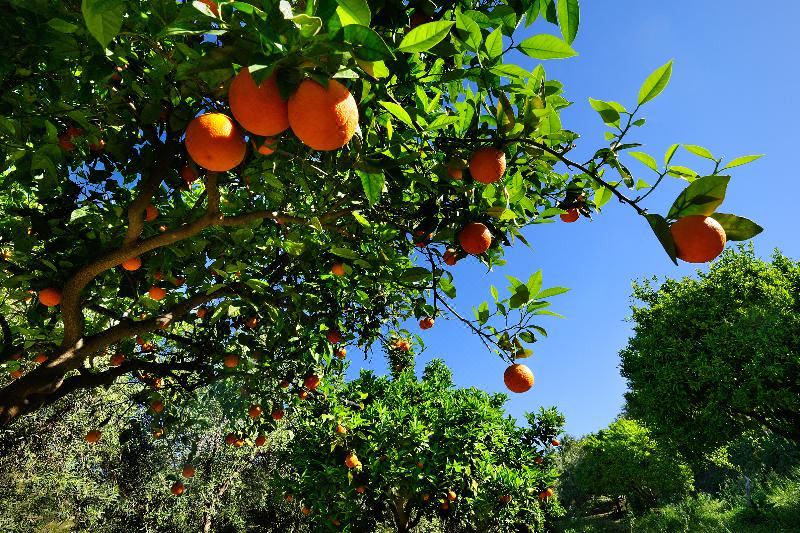 Photo of Outdoor in Fattoria di Torresena