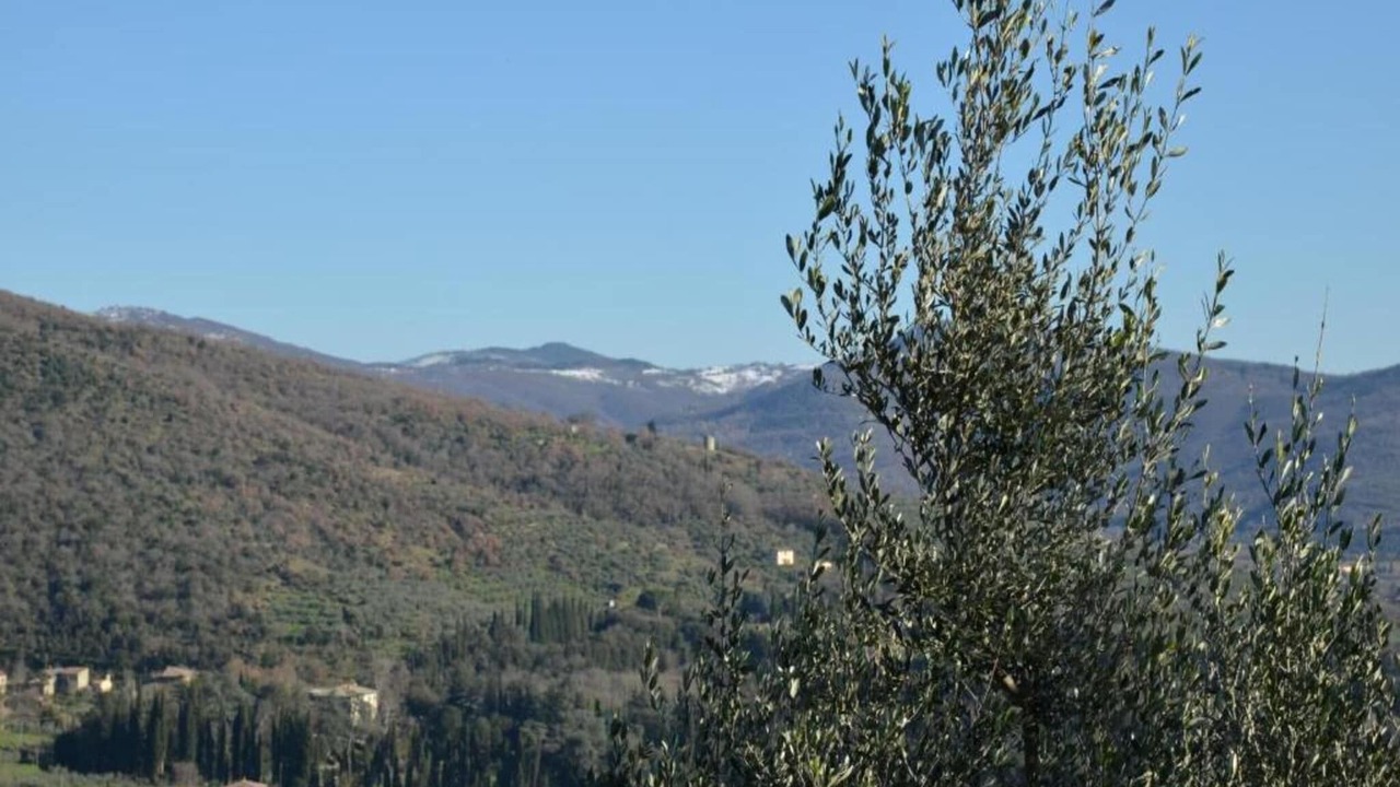 Photo of Others in Ossaia