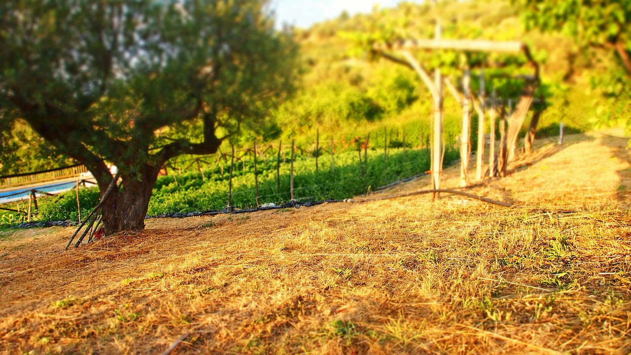 Photo of Outdoor in Castellabate